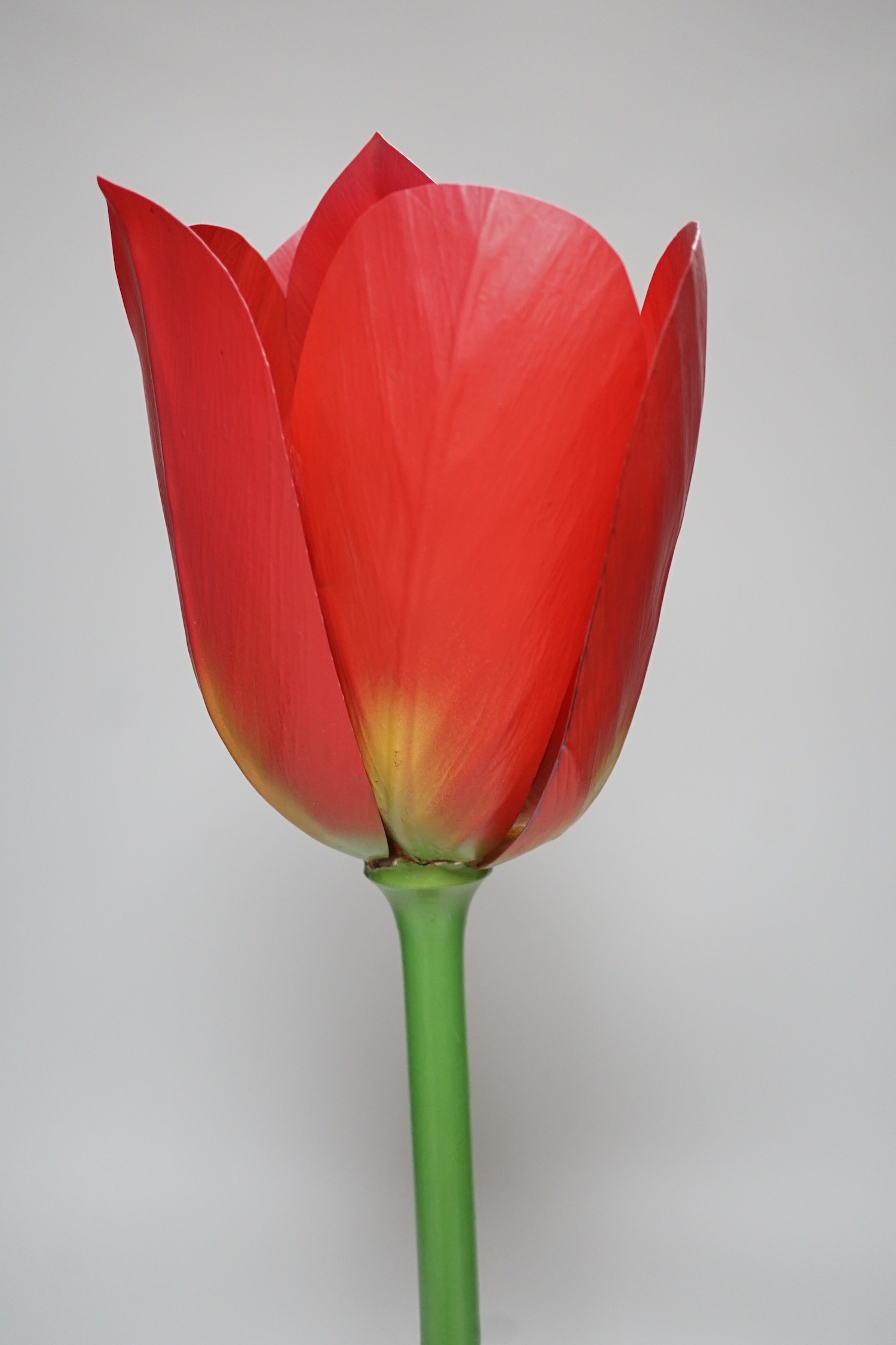 Scientific Brendel model of a tulip, 52cm